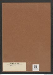 Diatomeae indet. Zeichnungen Sammlung Grunow Mappe 03444 (Herbarium_W_Grunow_drawings_Folder_03444)